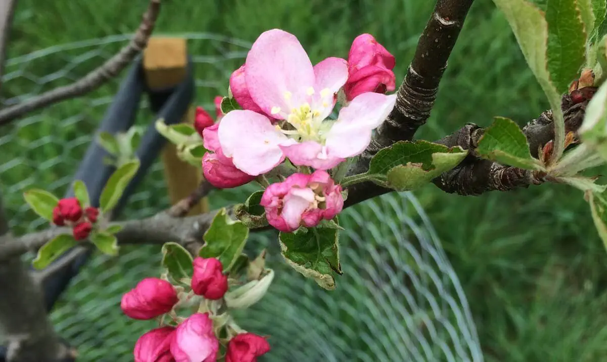 Regather Farm - Agroforestry