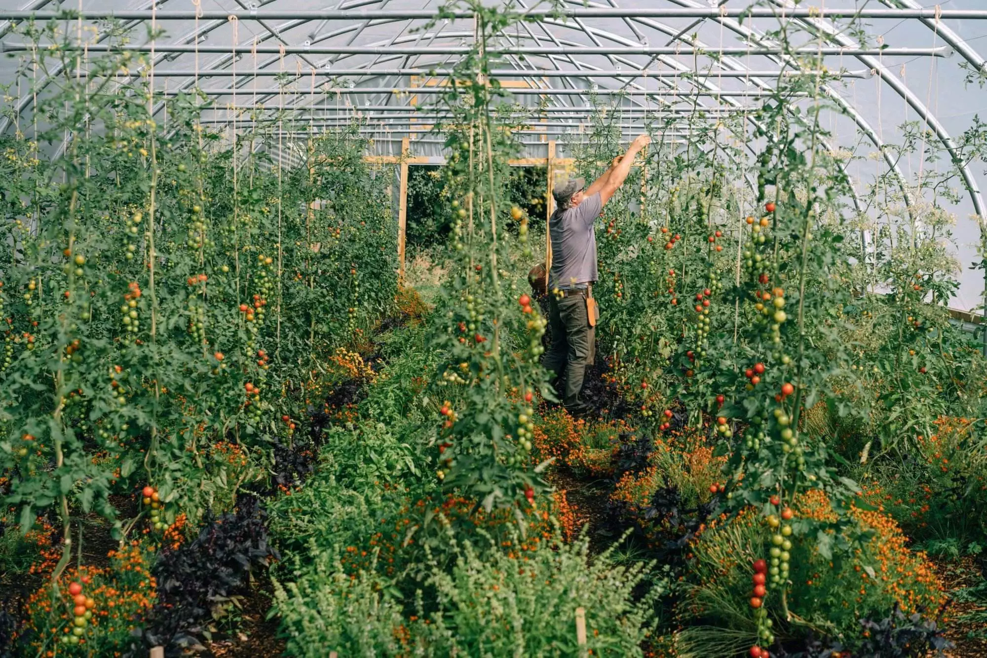 polytunnel growing tomatoes