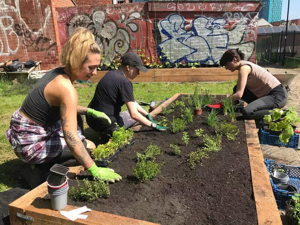 planting herbs with volunteers club garden community garden