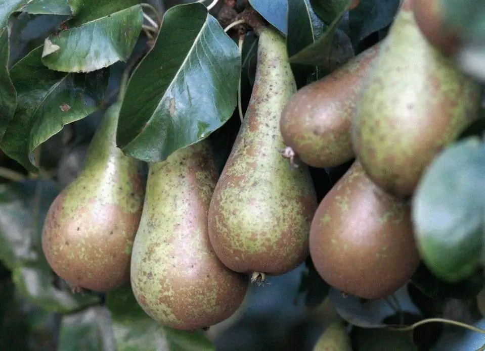 pears