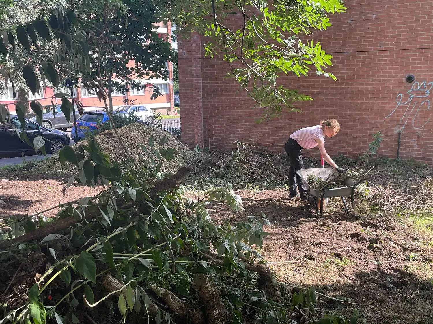 clearing buddleia 2