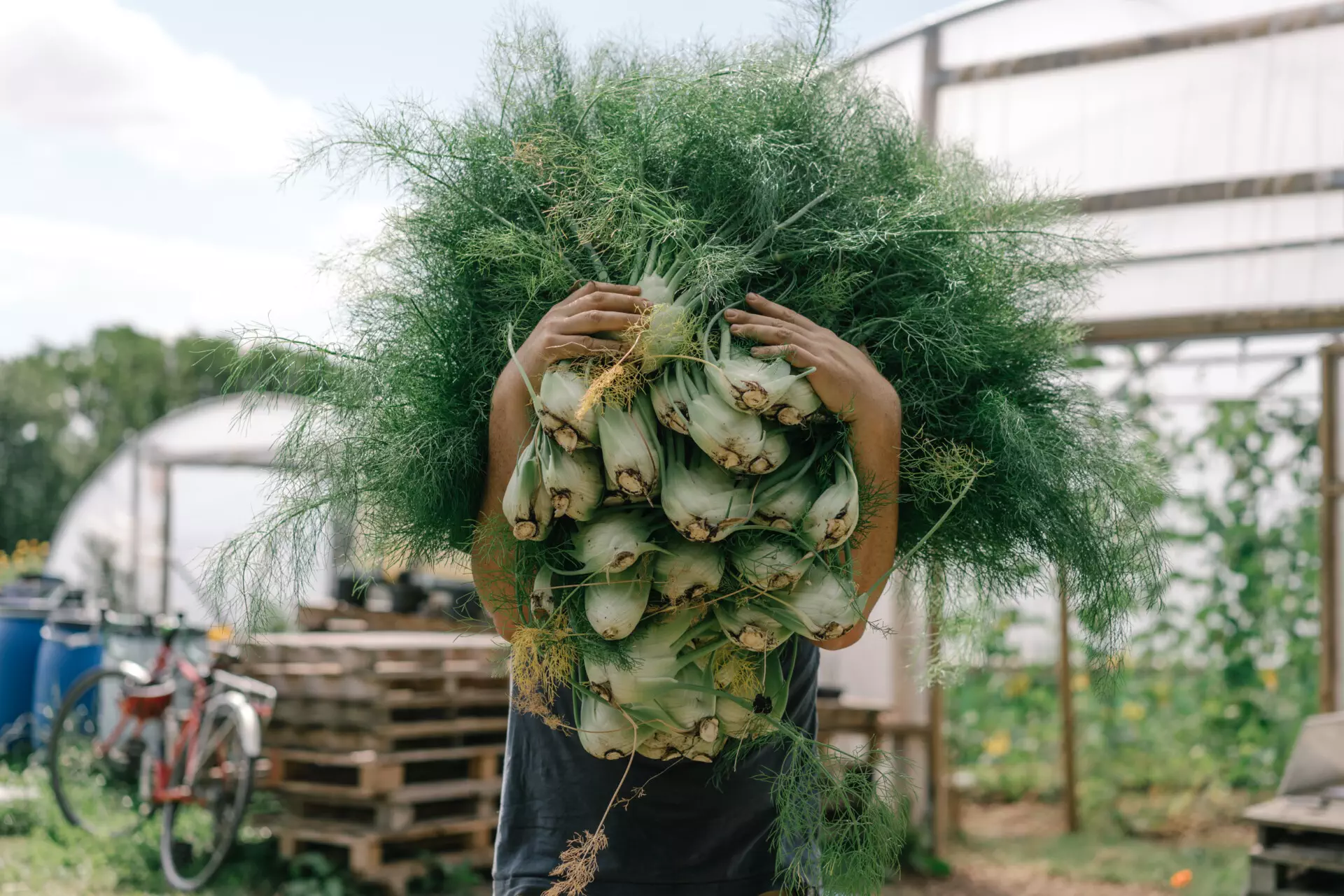 Fennel from the farm