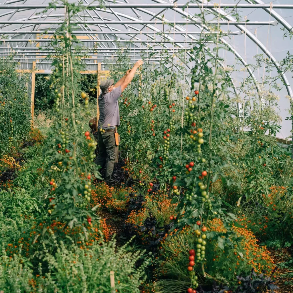 Doug tending to tomatoes in a polytunnel on the Regather farm