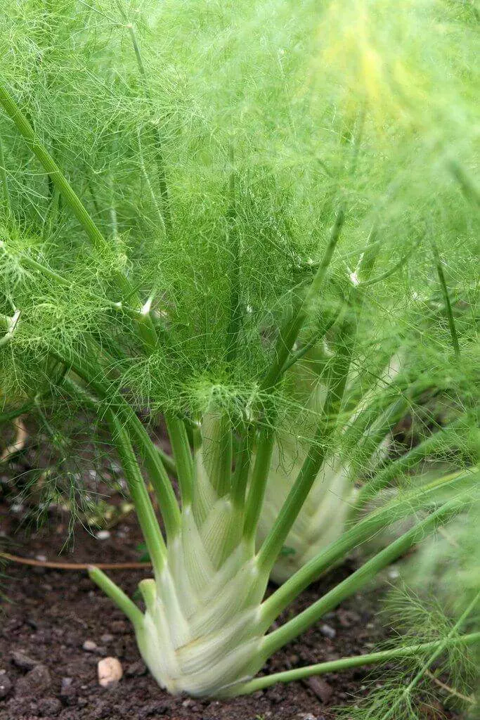 florence fennel1