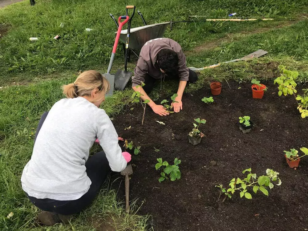 planting strawberries and raspberries with volunteers lansdowne community garden