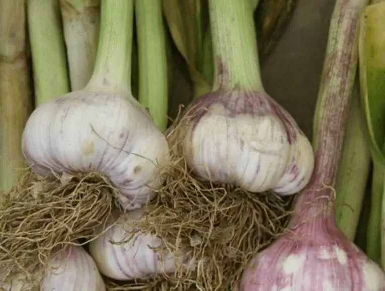 green garlic png