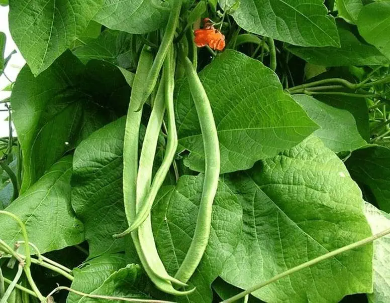 runner beans png cropped