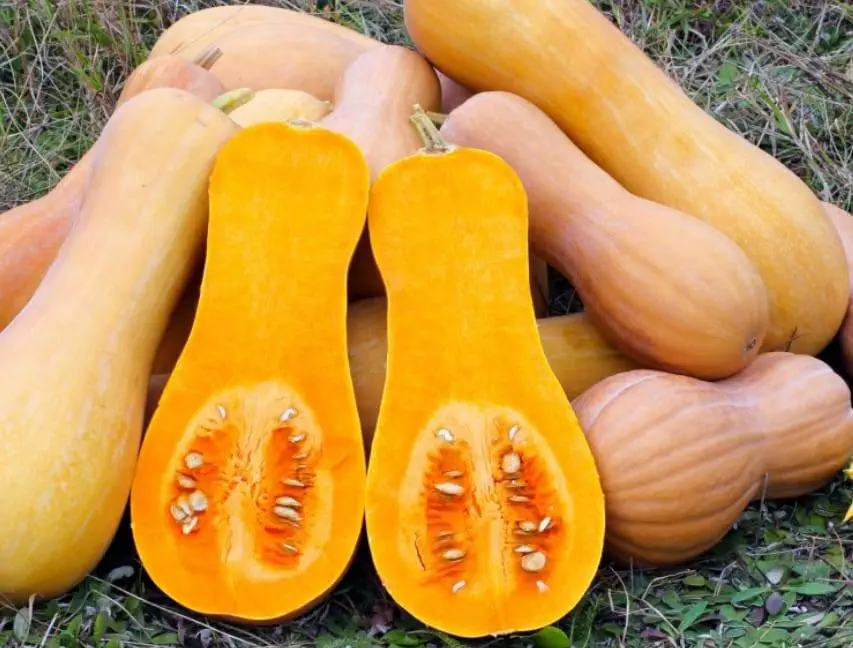 butternut