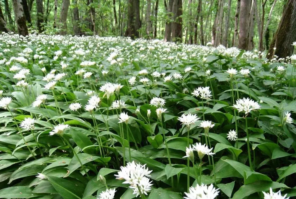 wild garlic