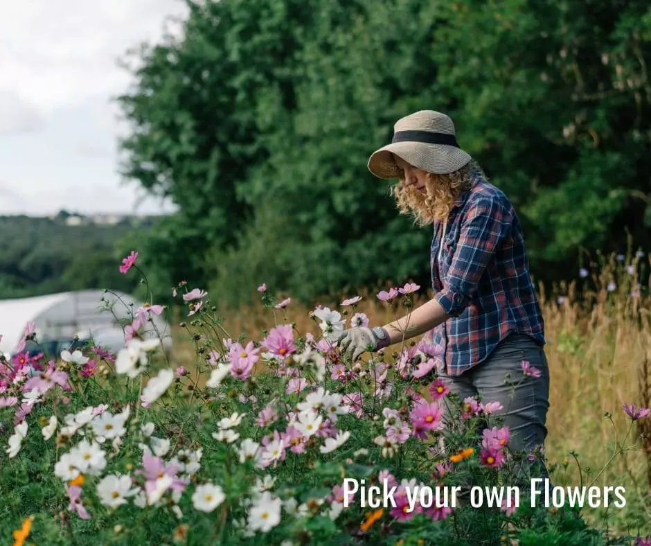 PYO Flowers