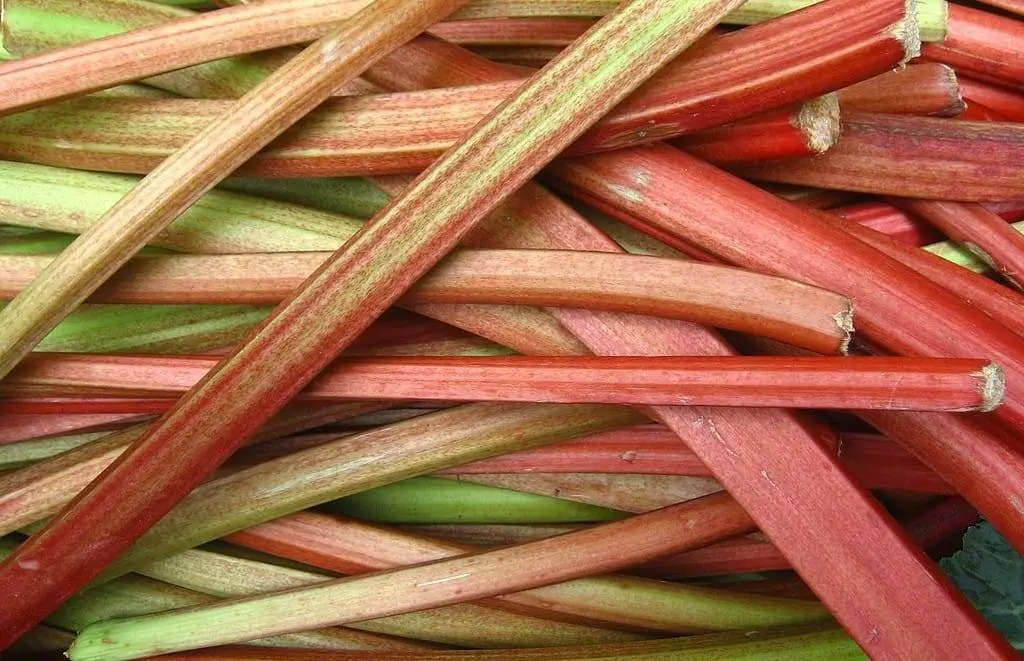 rhubarb png