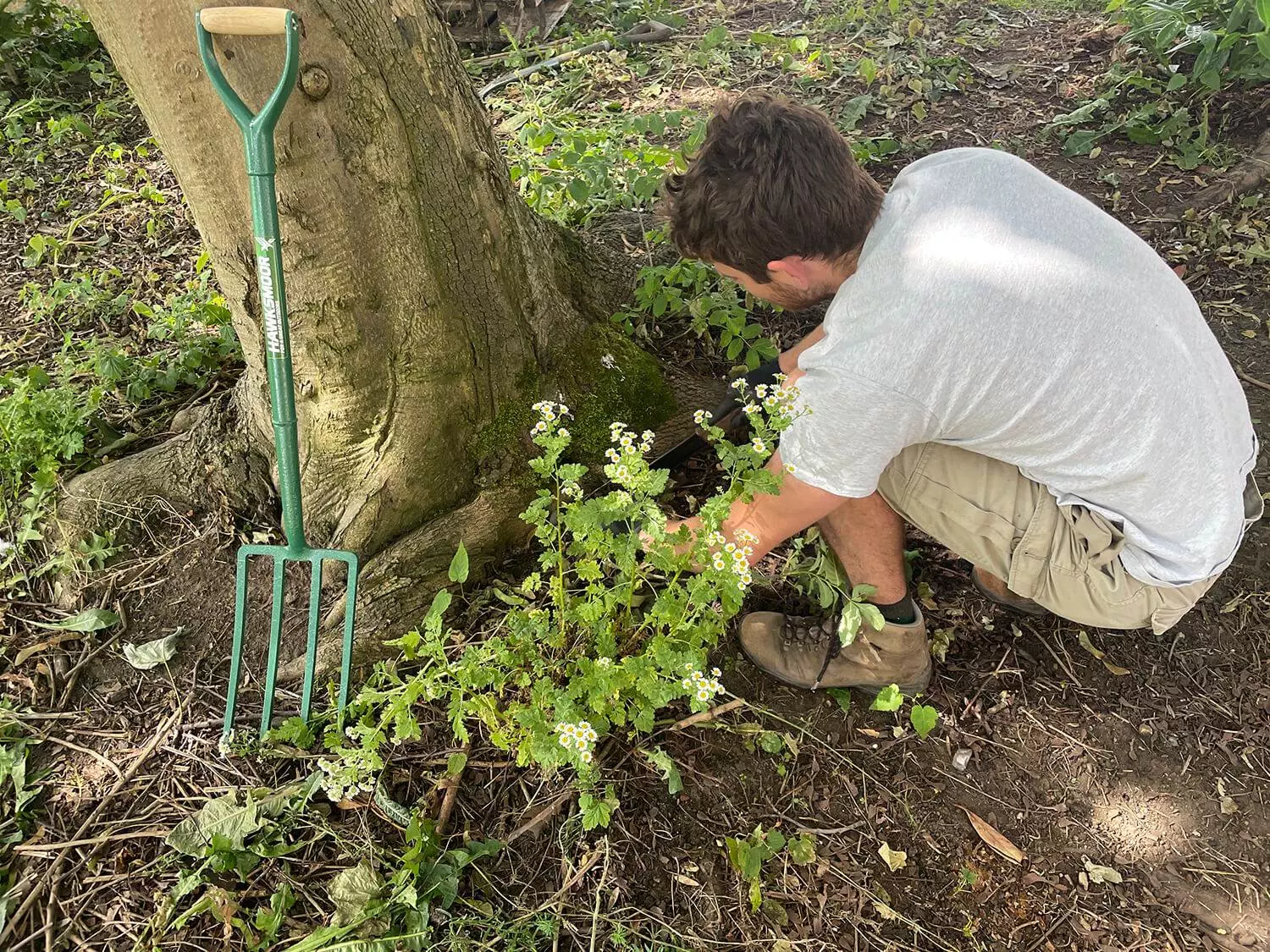 removing weeds