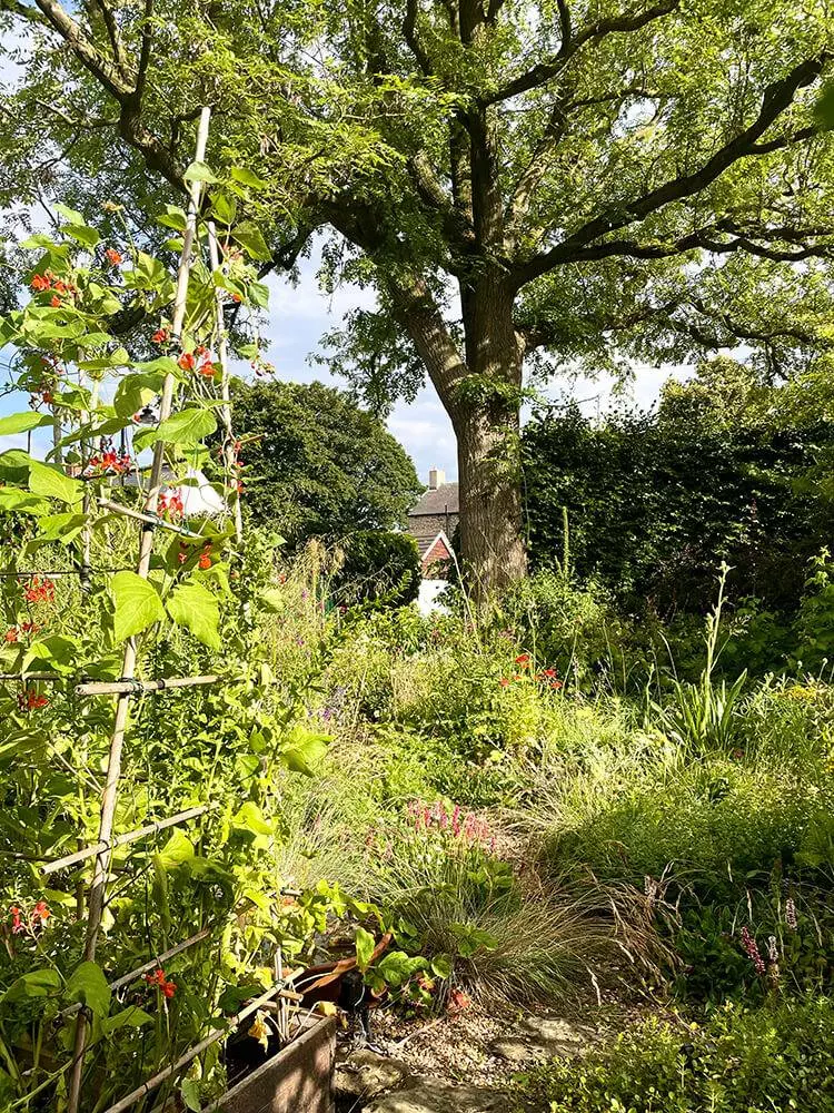 fran's garden in summer, with runner beans