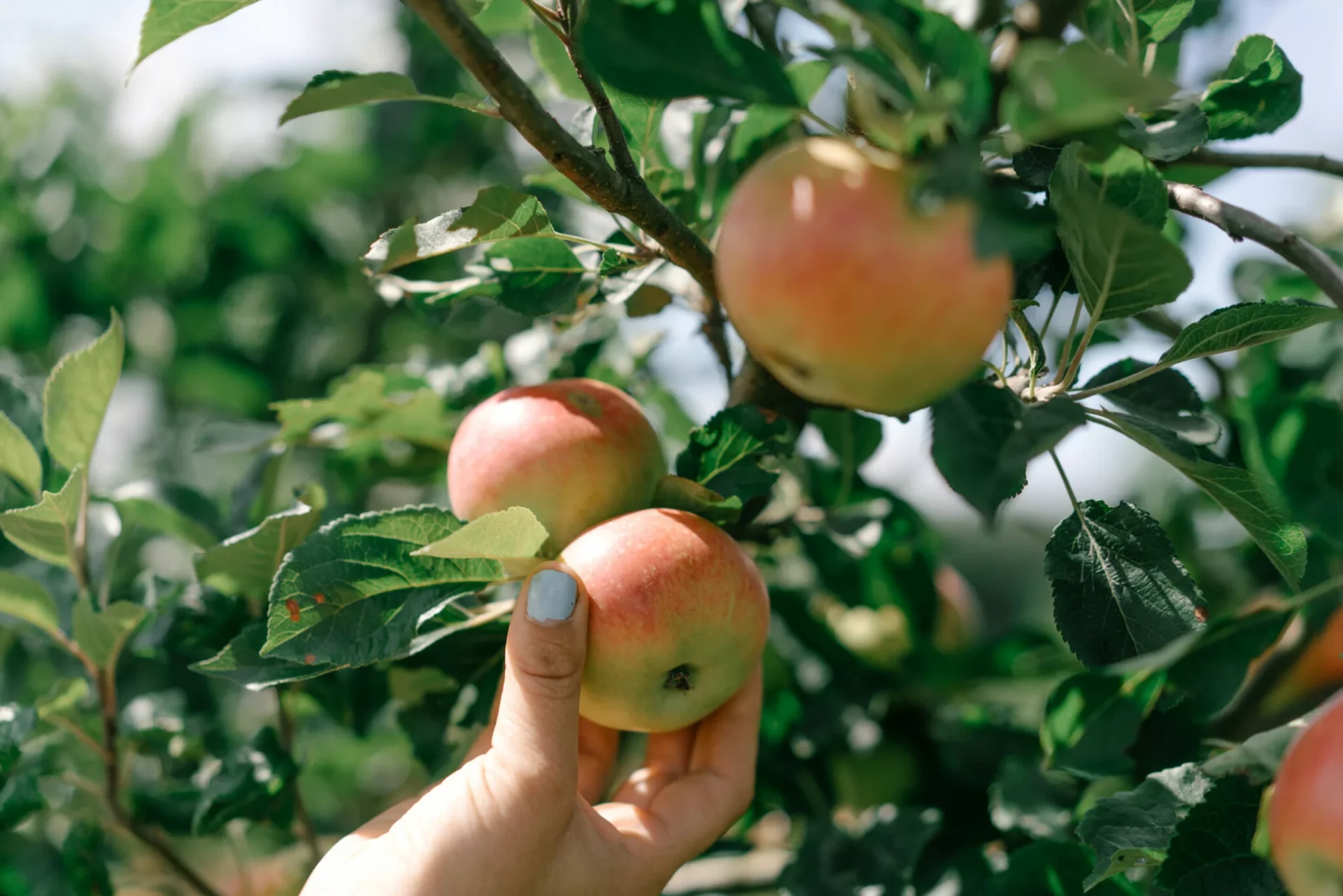 apple pressing